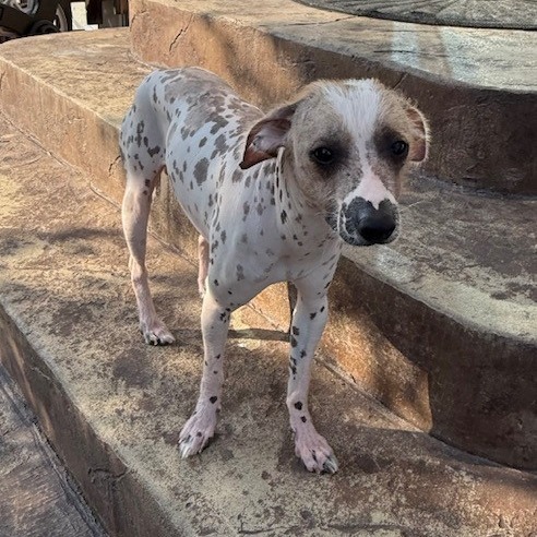 Dobby