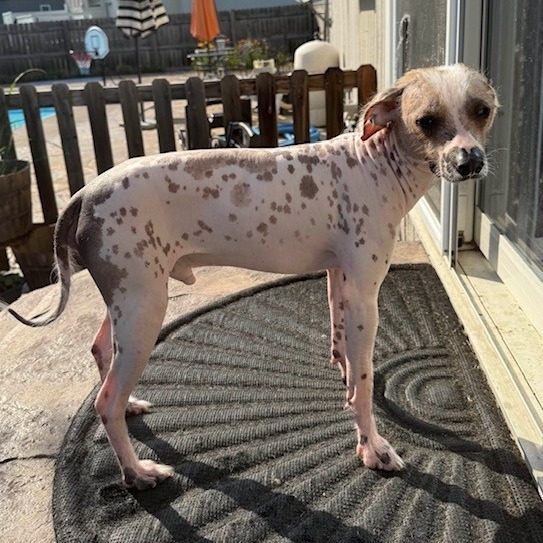 Dobby