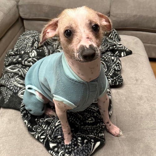 Dobby