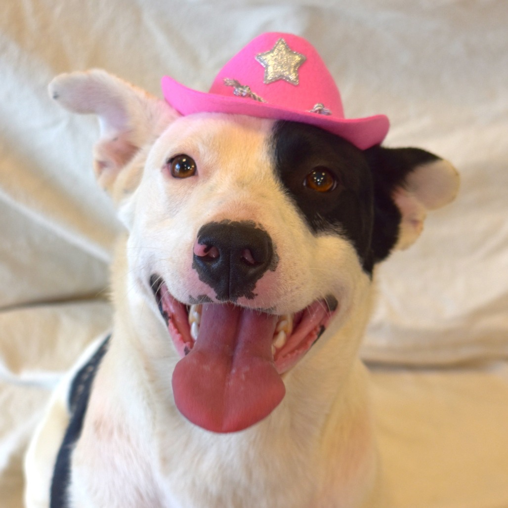 Cowgirl (Century), an adoptable Labrador Retriever, Bull Terrier in Rifle, CO, 81650 | Photo Image 1