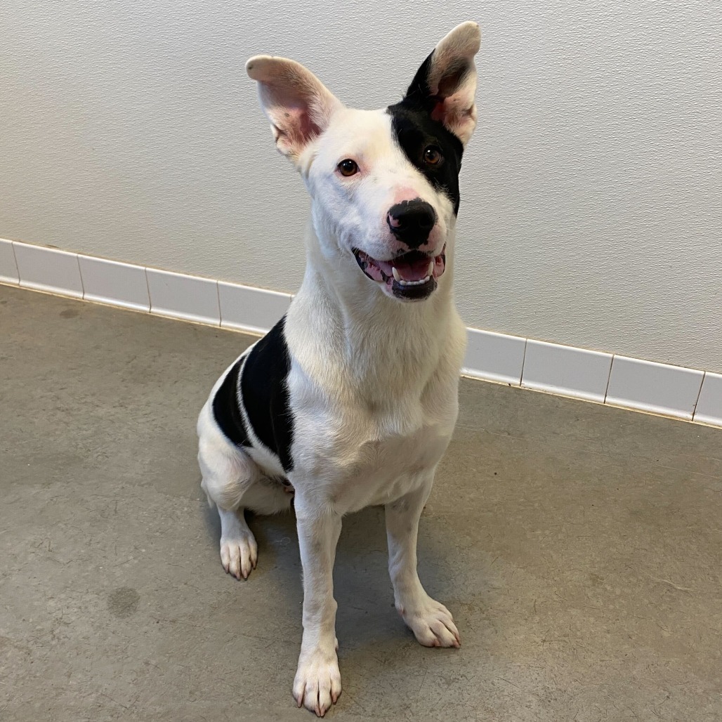 Cowgirl (Century), an adoptable Labrador Retriever, Bull Terrier in Rifle, CO, 81650 | Photo Image 2