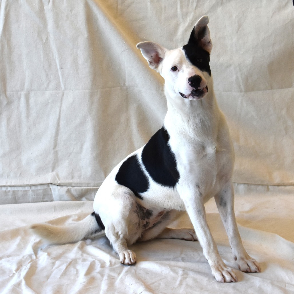 Cowgirl (Century), an adoptable Labrador Retriever, Bull Terrier in Rifle, CO, 81650 | Photo Image 3