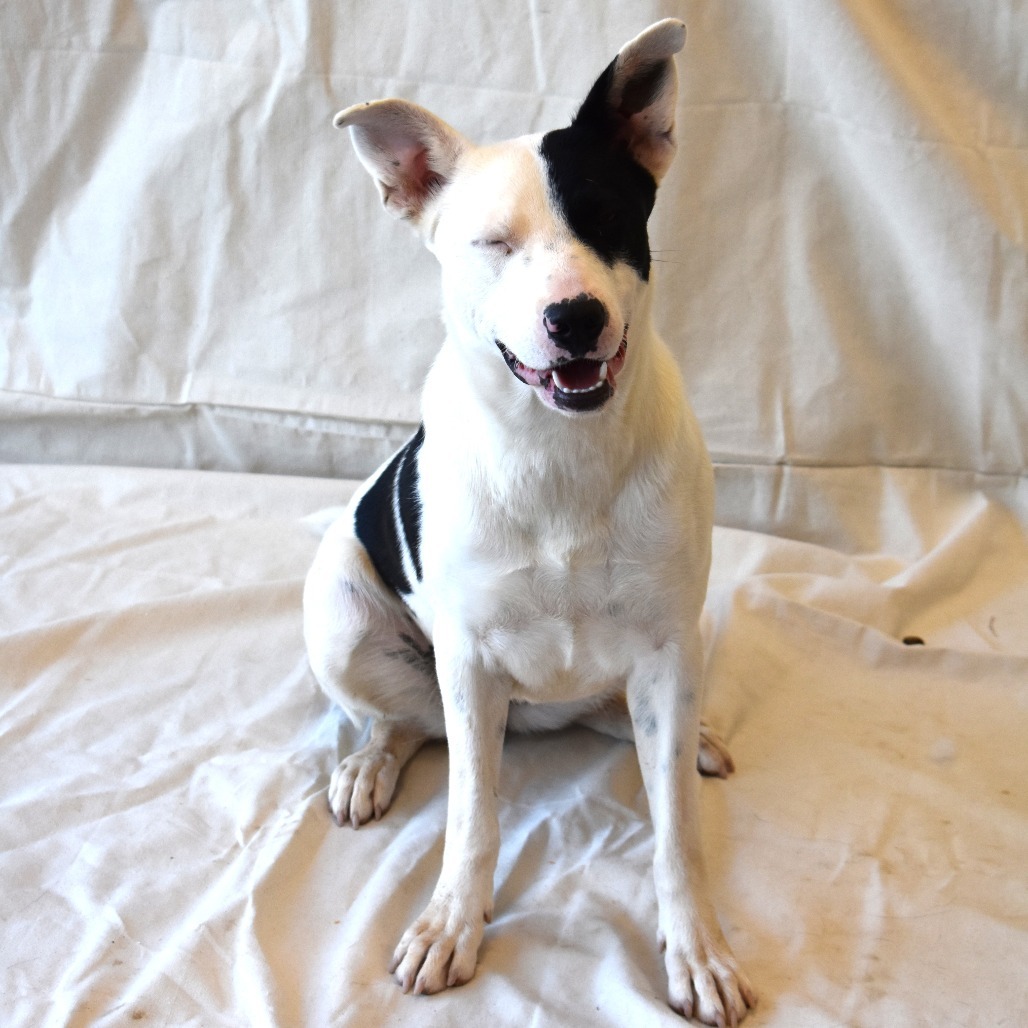 Cowgirl (Century), an adoptable Labrador Retriever, Bull Terrier in Rifle, CO, 81650 | Photo Image 4