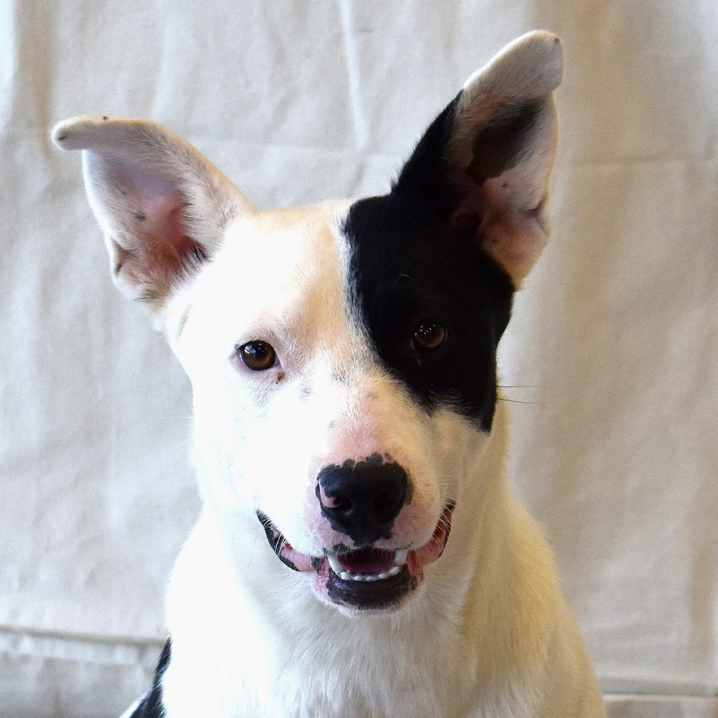 Cowgirl (Century), an adoptable Labrador Retriever, Bull Terrier in Rifle, CO, 81650 | Photo Image 5