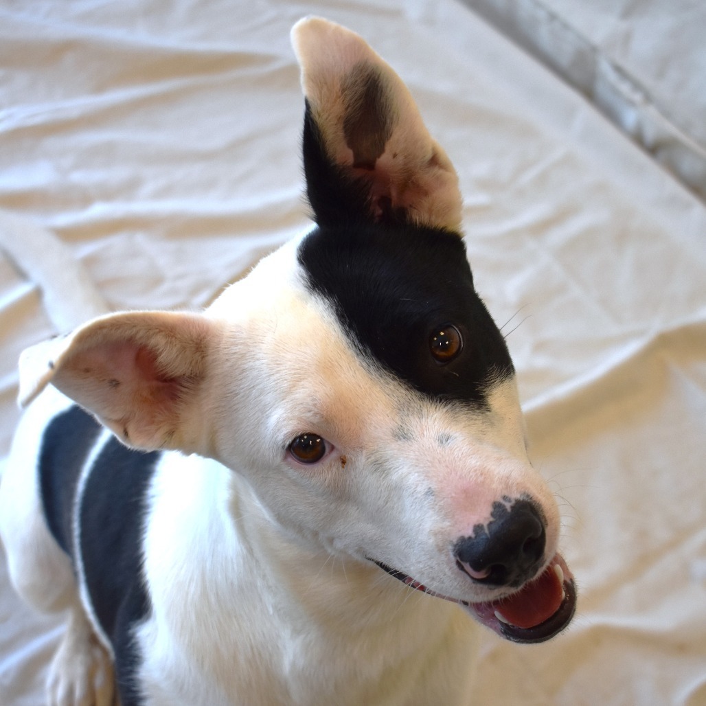 Cowgirl (Century), an adoptable Labrador Retriever, Bull Terrier in Rifle, CO, 81650 | Photo Image 6
