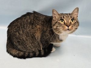 Pepper, Adult Female unknown