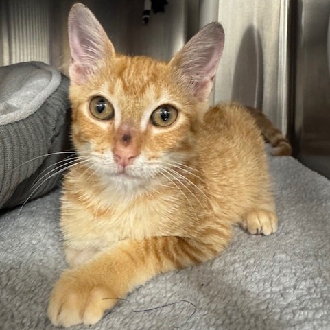 Gingersnap