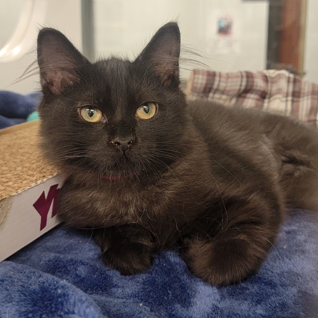 Meredith