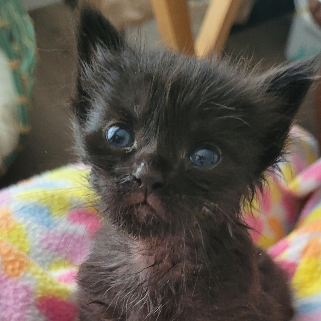 Meredith