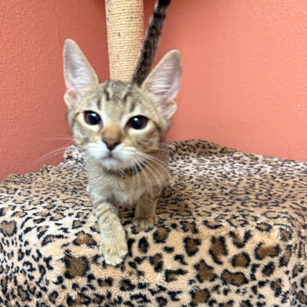 Ginger - Fun-loving kitten!