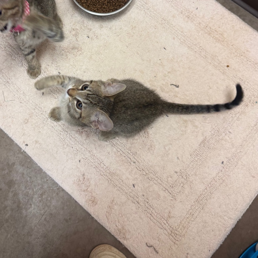 Ginger - Fun-loving kitten!