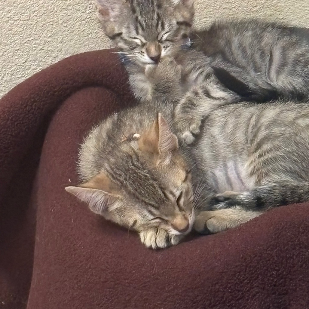 Ginger - Fun-loving kitten!