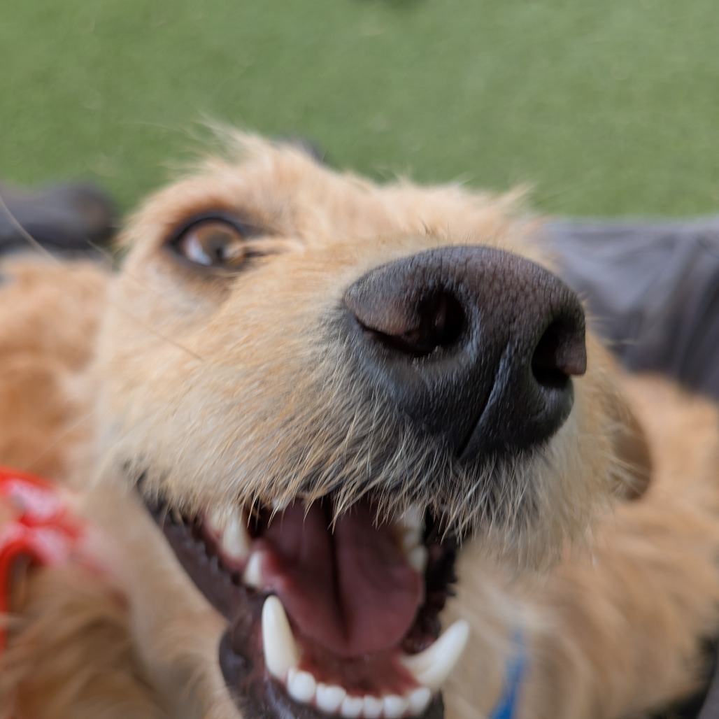 Simba- Small but Mighty! Adopt $75!