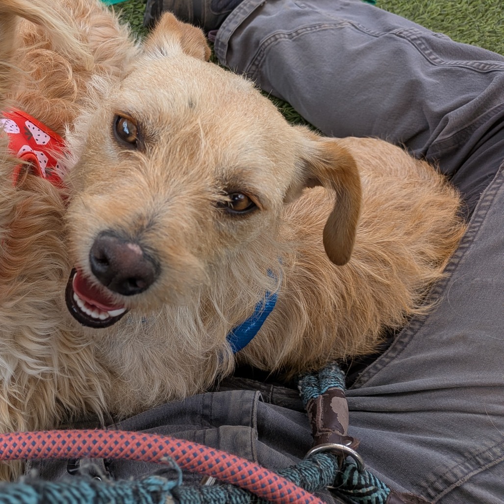 Simba- Small but Mighty! Adopt $75!