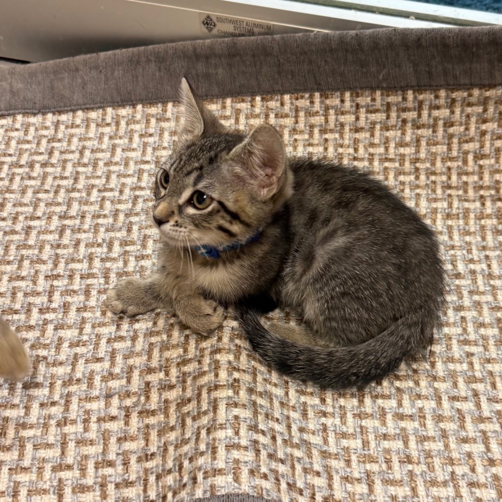 Basil - Playful & curious!
