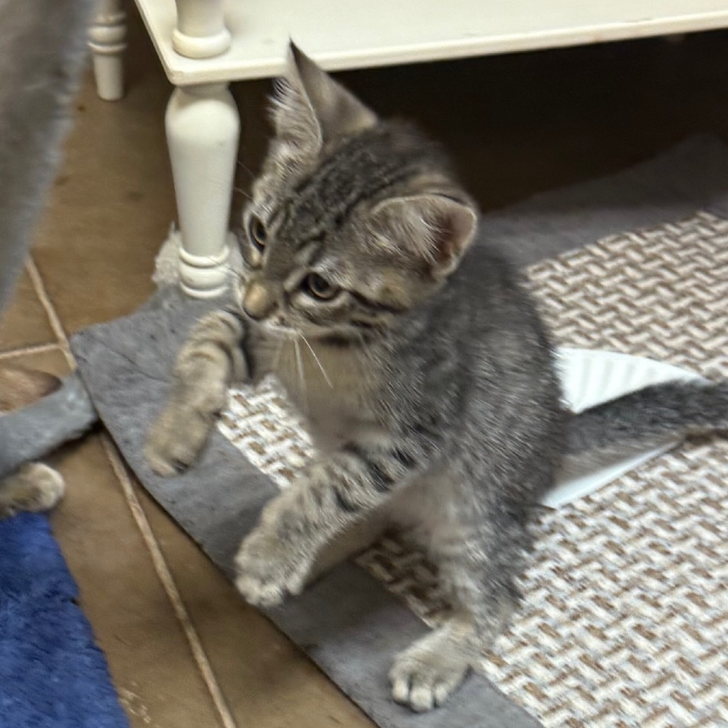 Basil - Playful & curious!