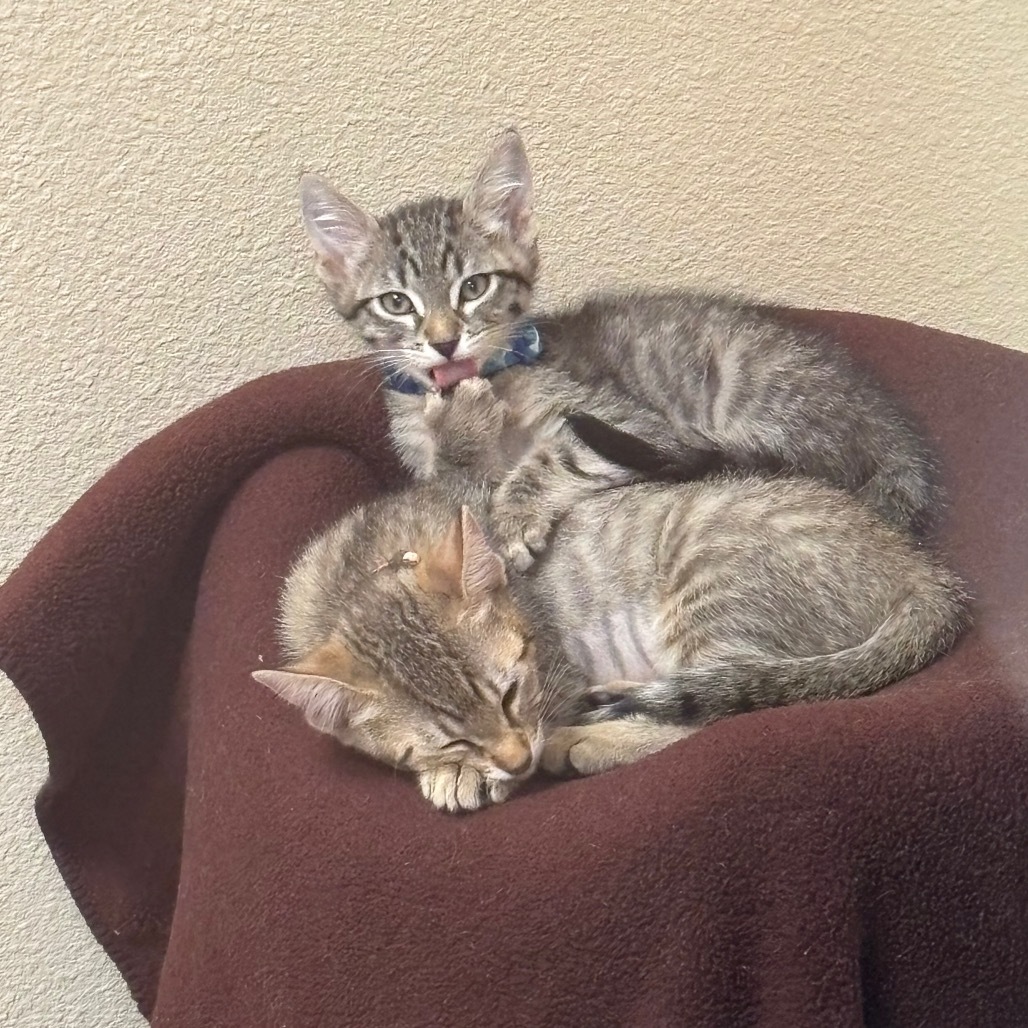 Basil - Playful & curious!