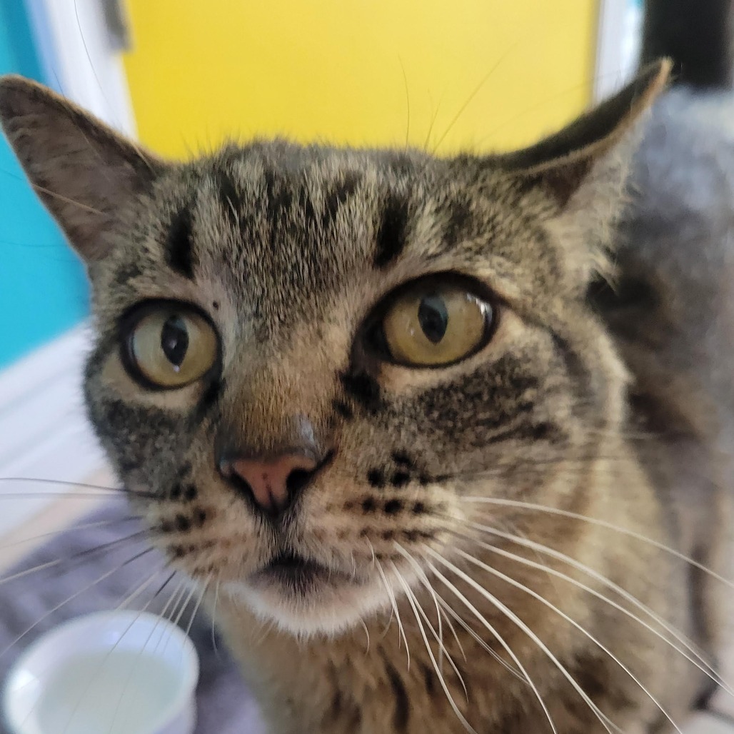 Pandora - Indoor/Outdoor Cat! Adoption fee fully sponsored!