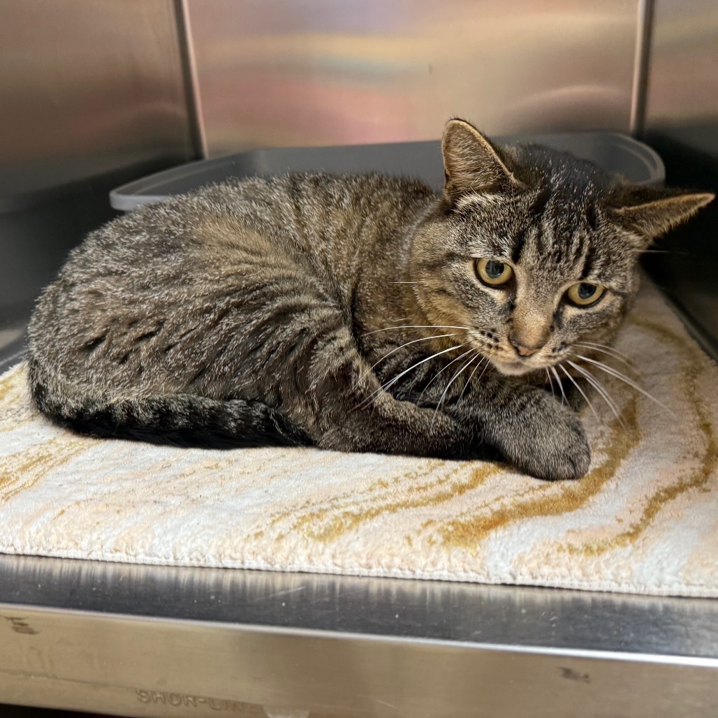 Pandora - Indoor/Outdoor Cat! Adoption fee fully sponsored!