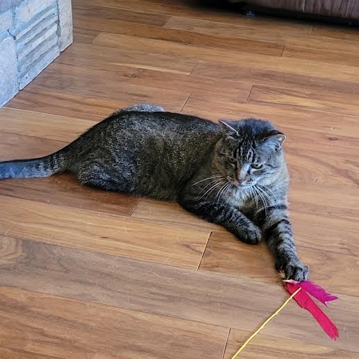 Pandora - Indoor/Outdoor Cat! Adoption fee fully sponsored!