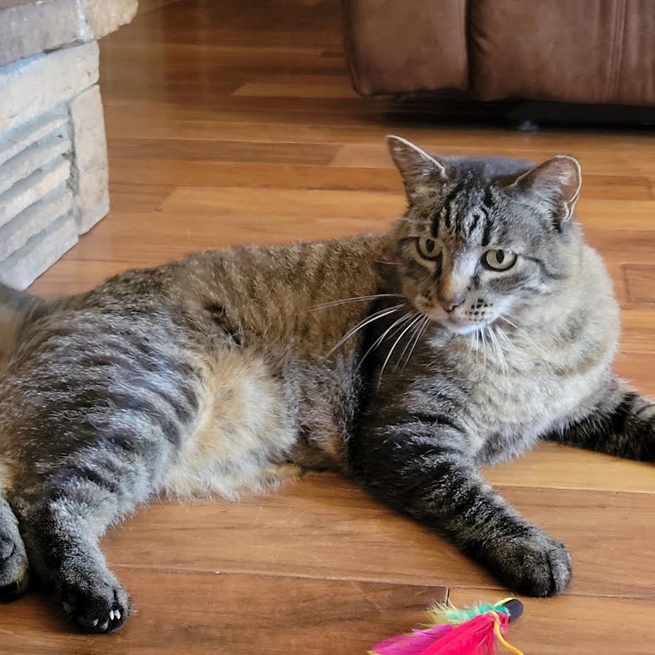 Pandora - Indoor/Outdoor Cat! Adoption fee fully sponsored!