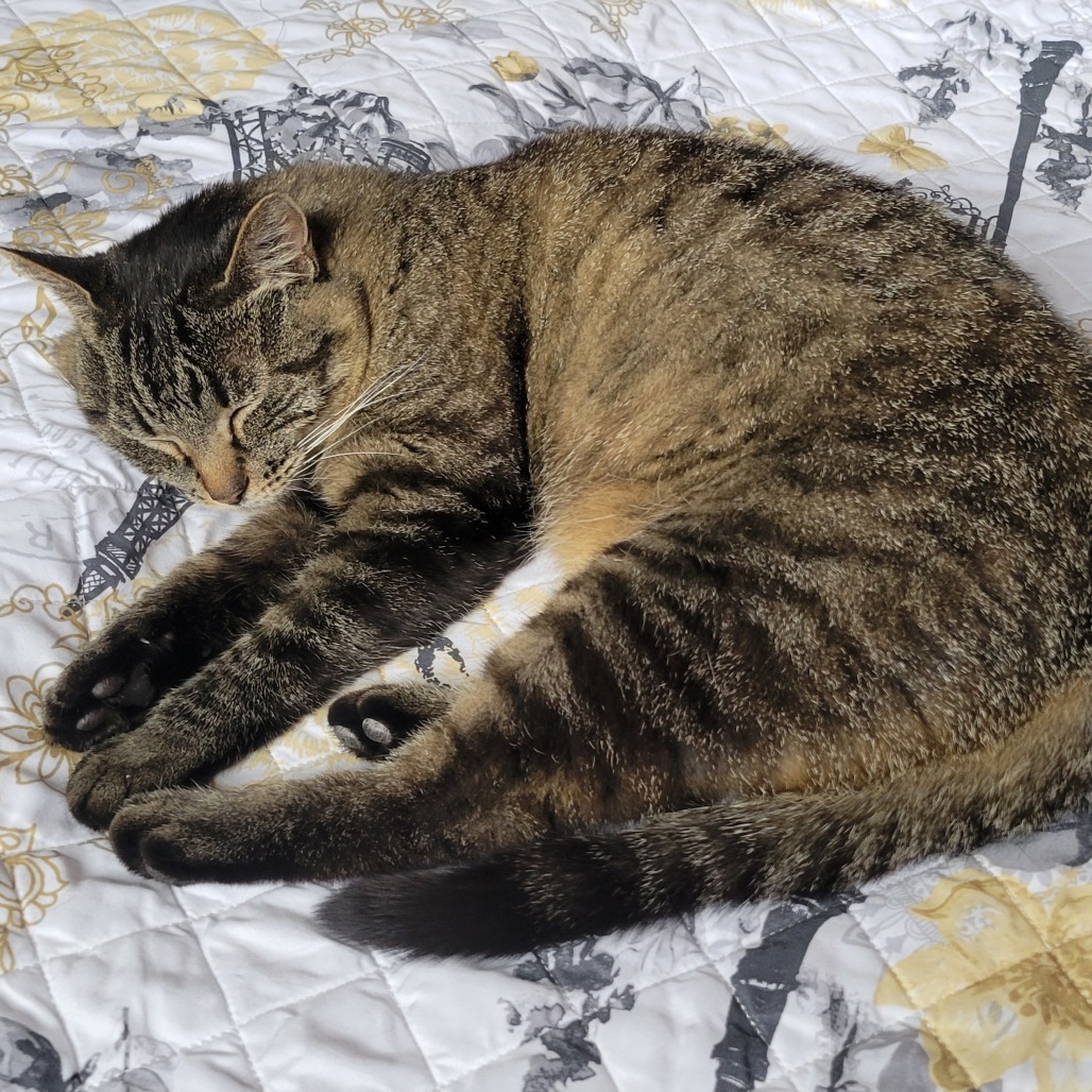 Pandora - Indoor/Outdoor Cat! Adoption fee fully sponsored!
