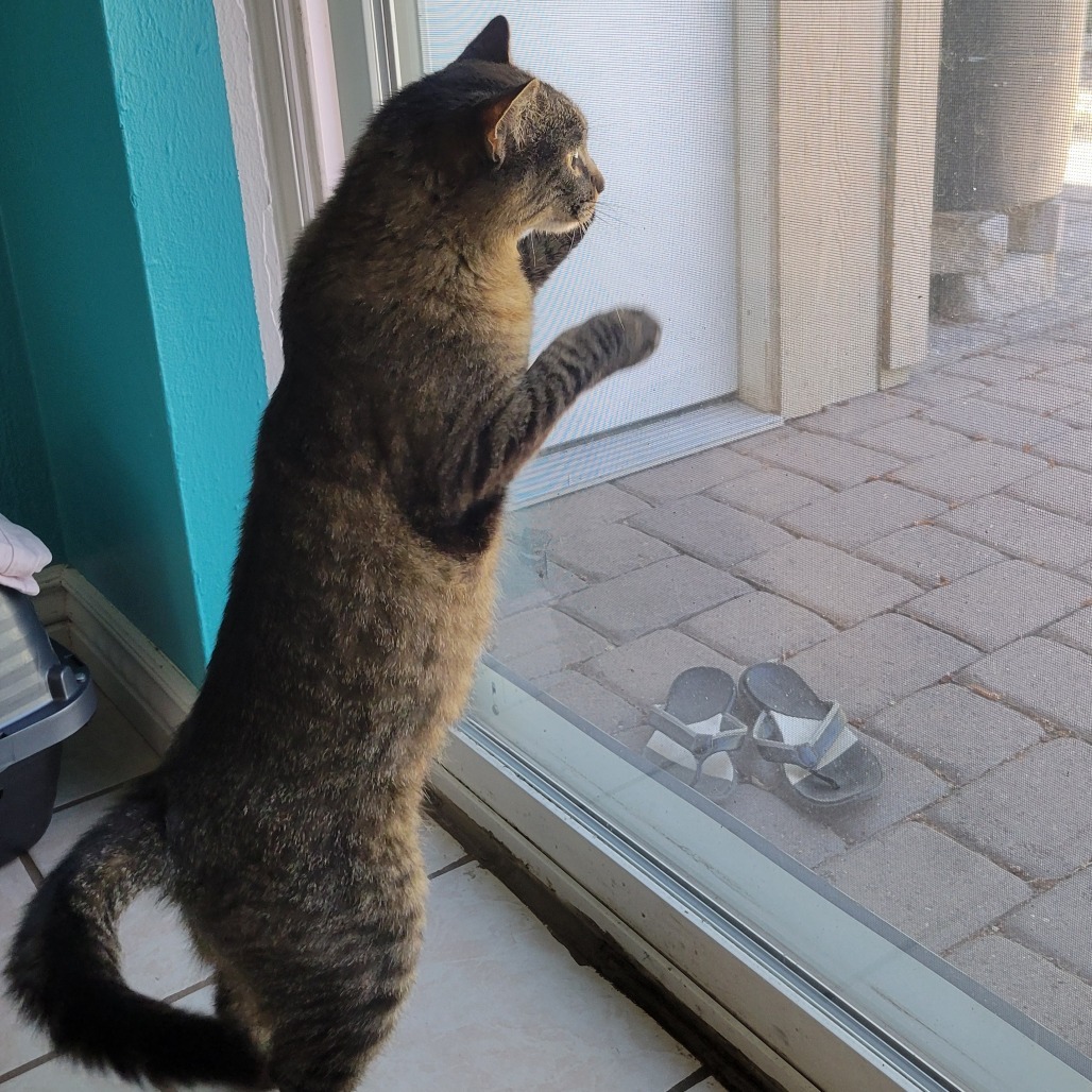 Pandora - Indoor/Outdoor Cat! Adoption fee fully sponsored!