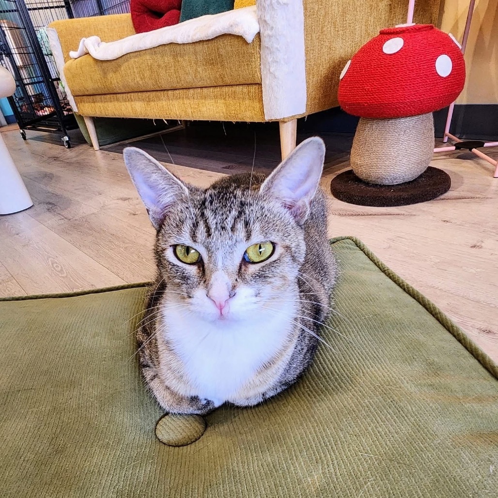 Tasha