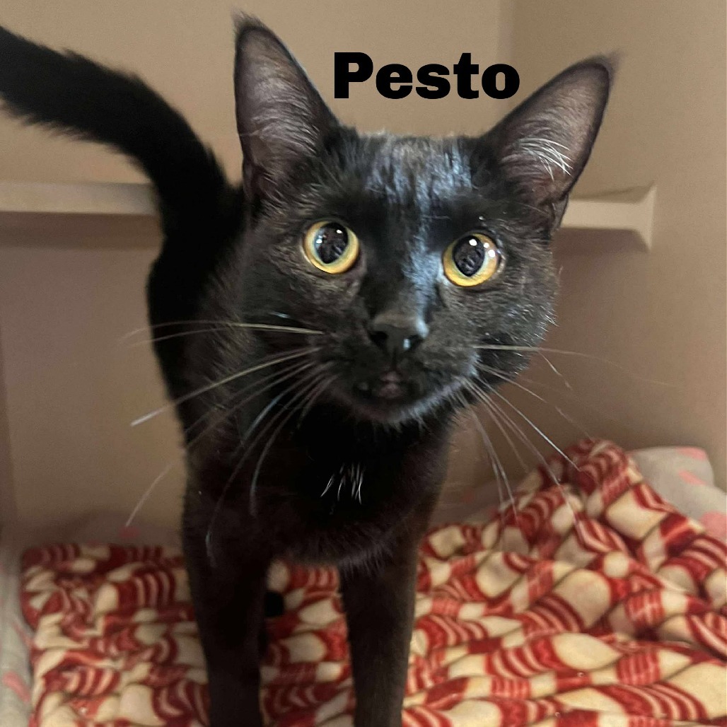 Pesto 250603