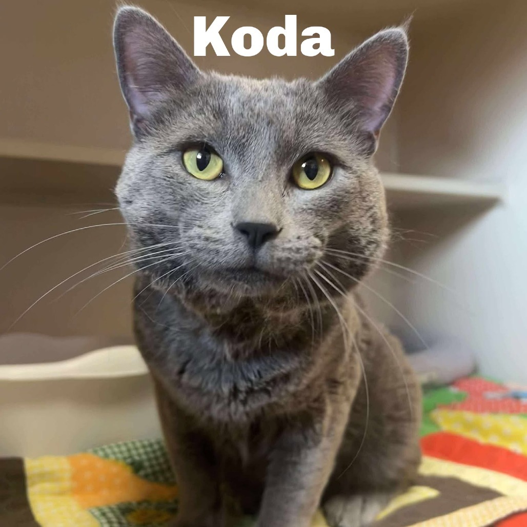 Koda 250561