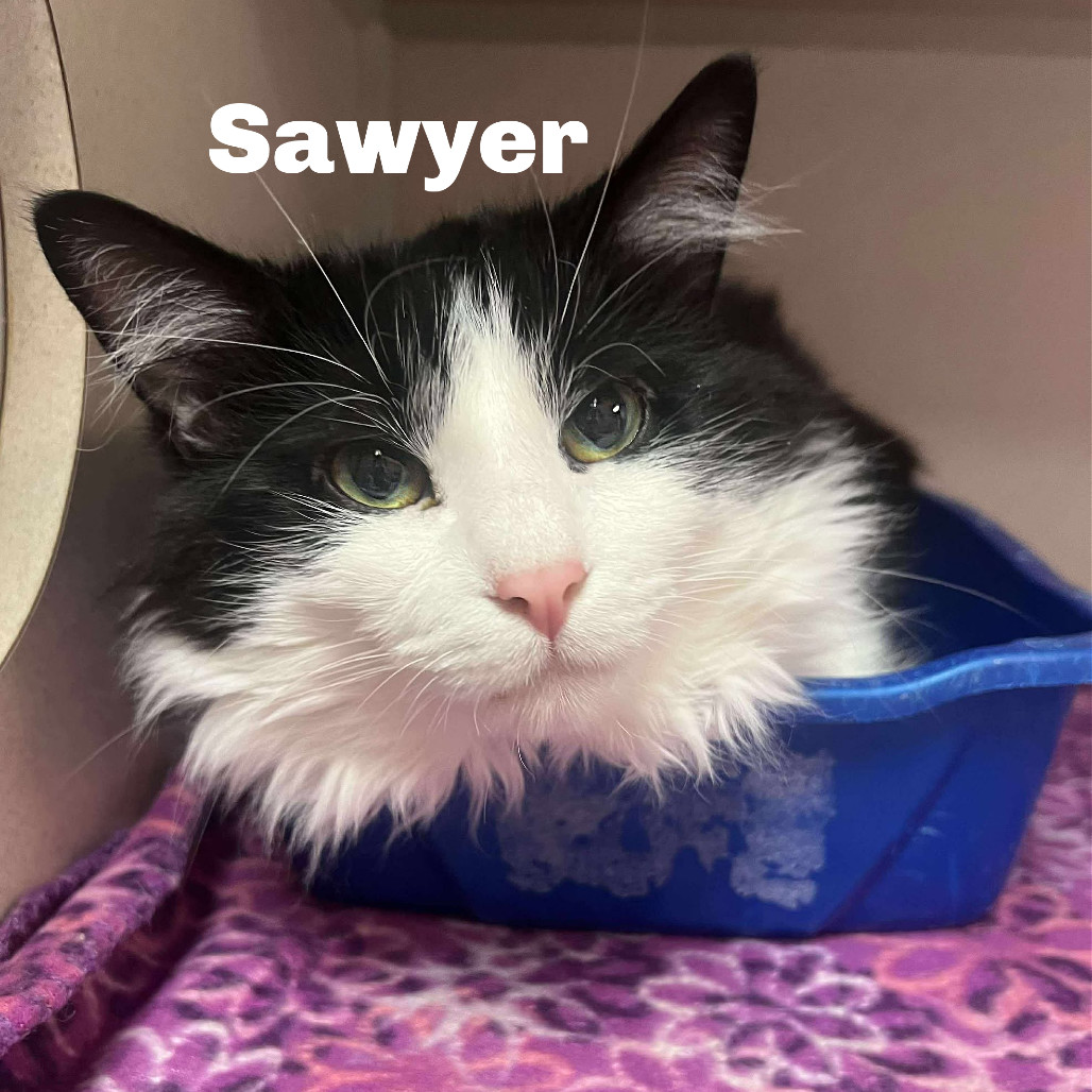 Sawyer 250579