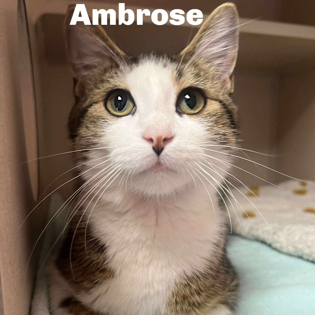 Ambrose 250577