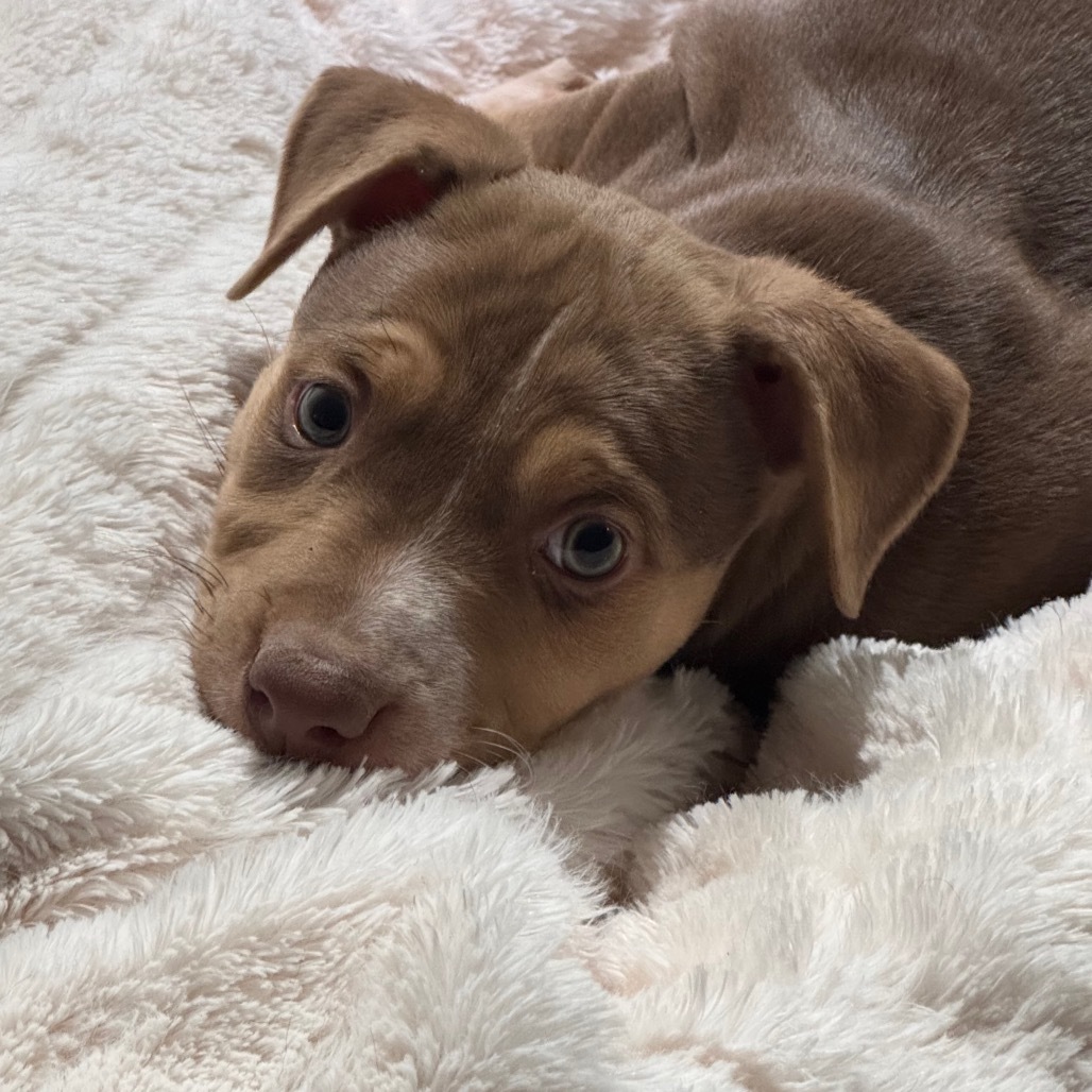 Milli