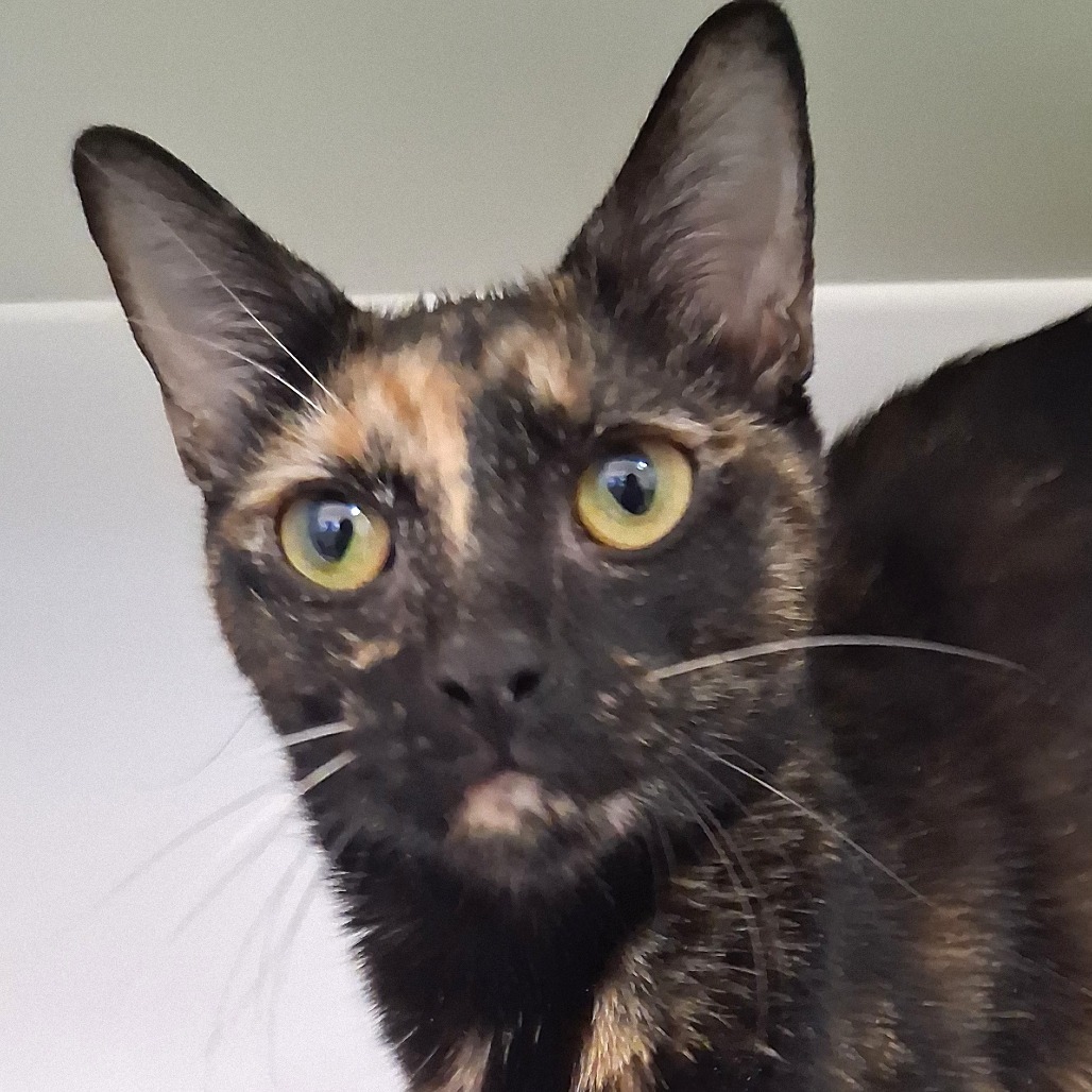 Coco