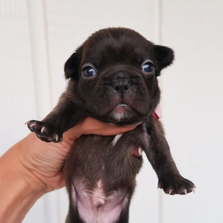 Tito