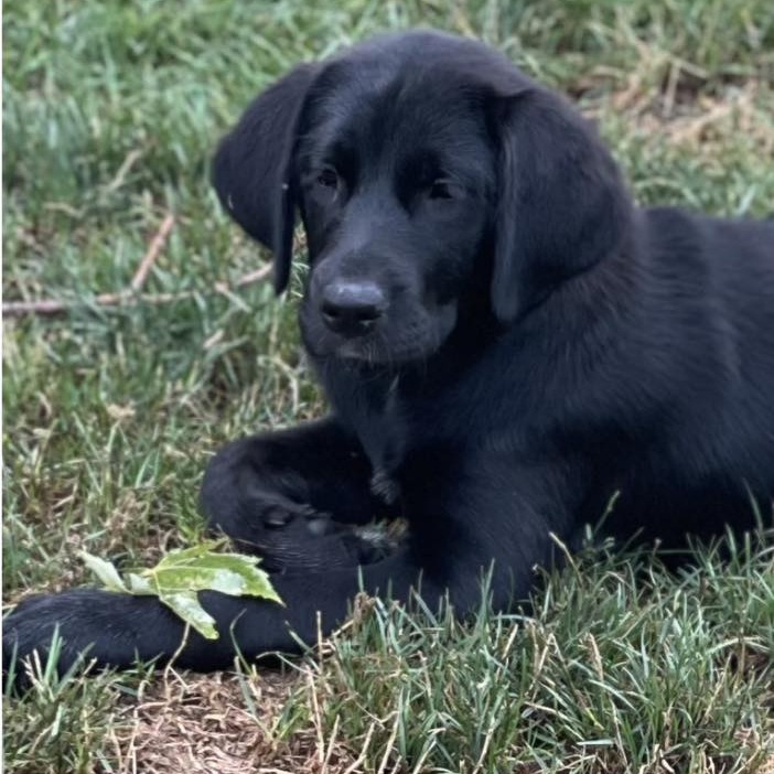 Stella