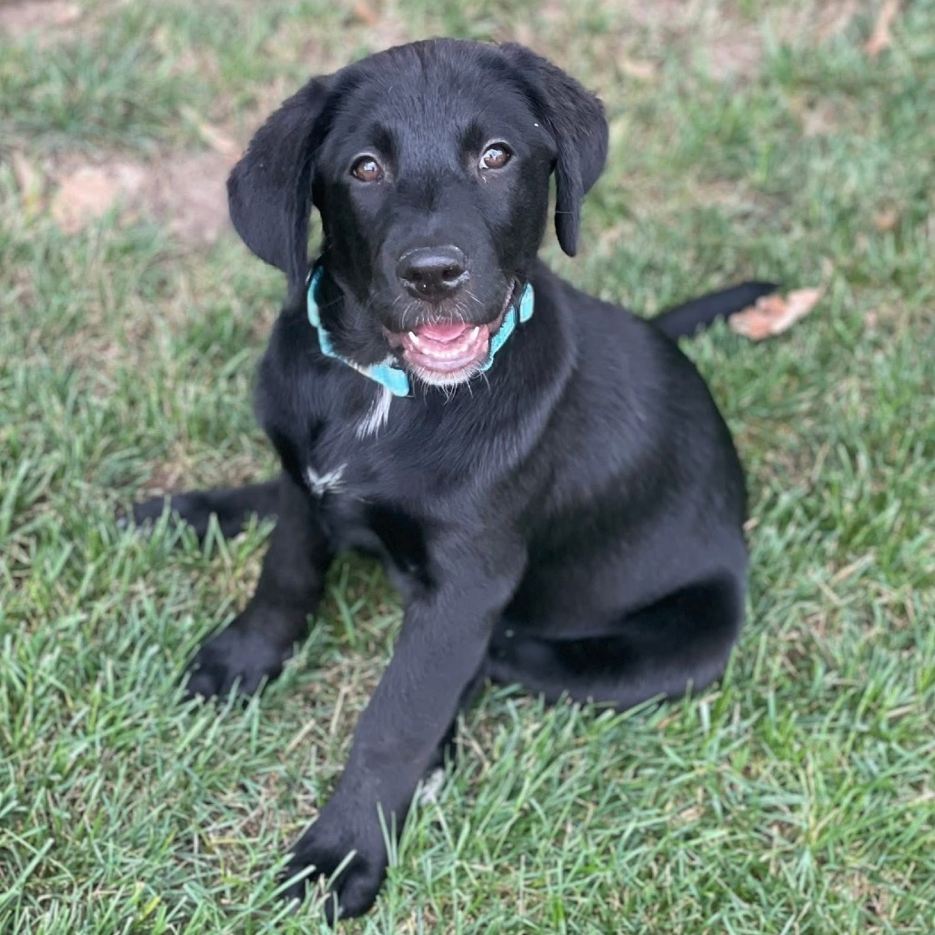 Stella