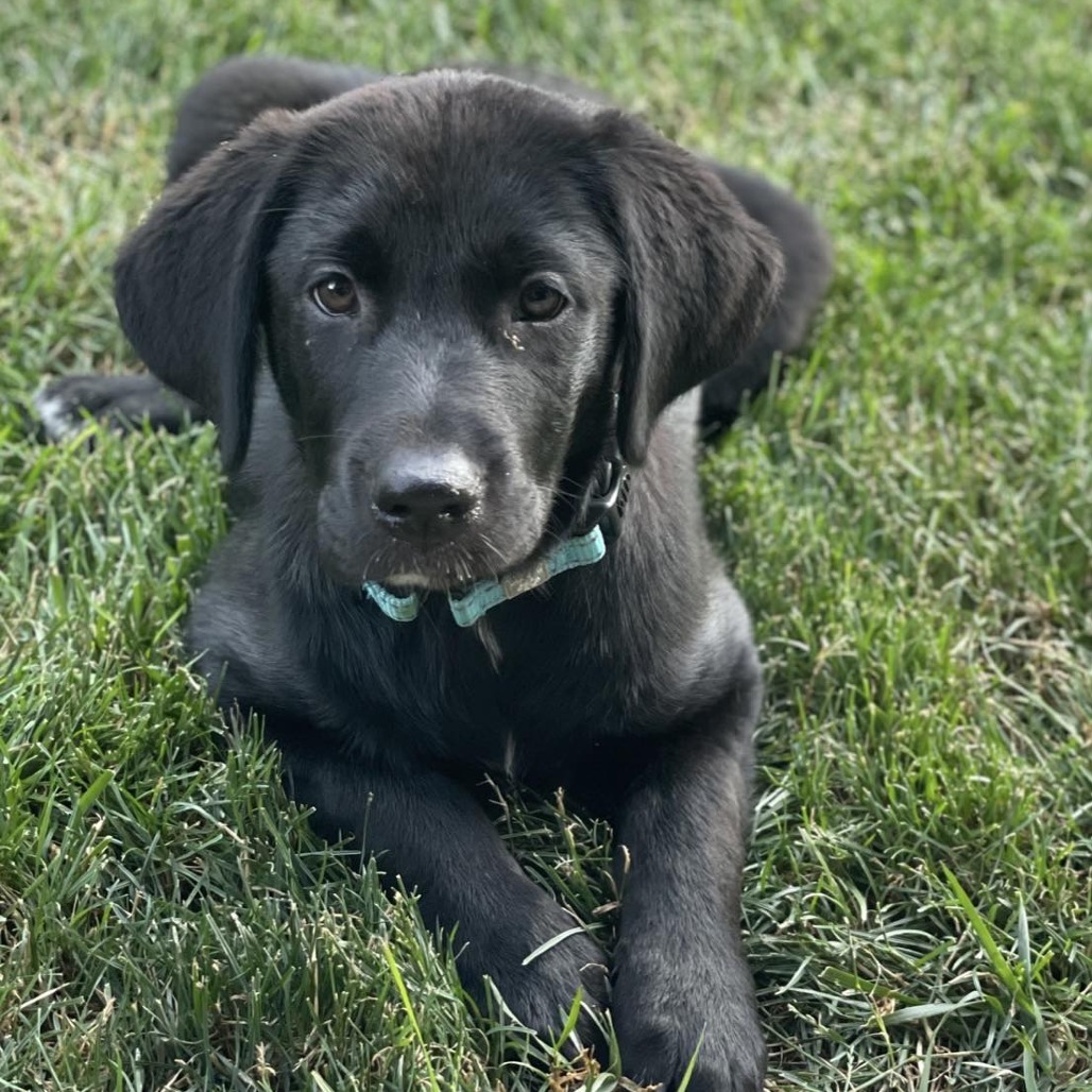 Stella