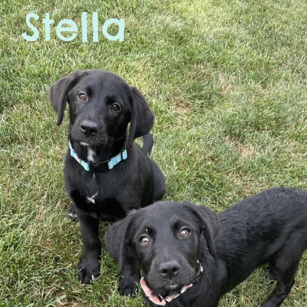 Stella