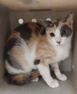 Bella, Adult Female unknown