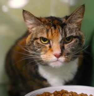 Marmalade, Adult Female unknown