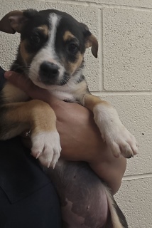 Darla, Baby Female unknown