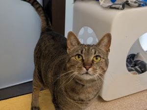 Lola, Adult Female unknown