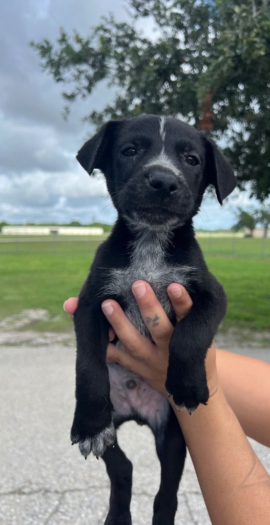 Koda