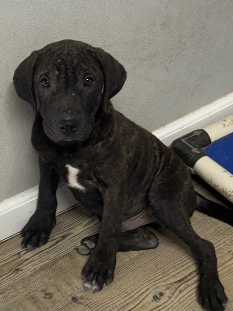 Jax