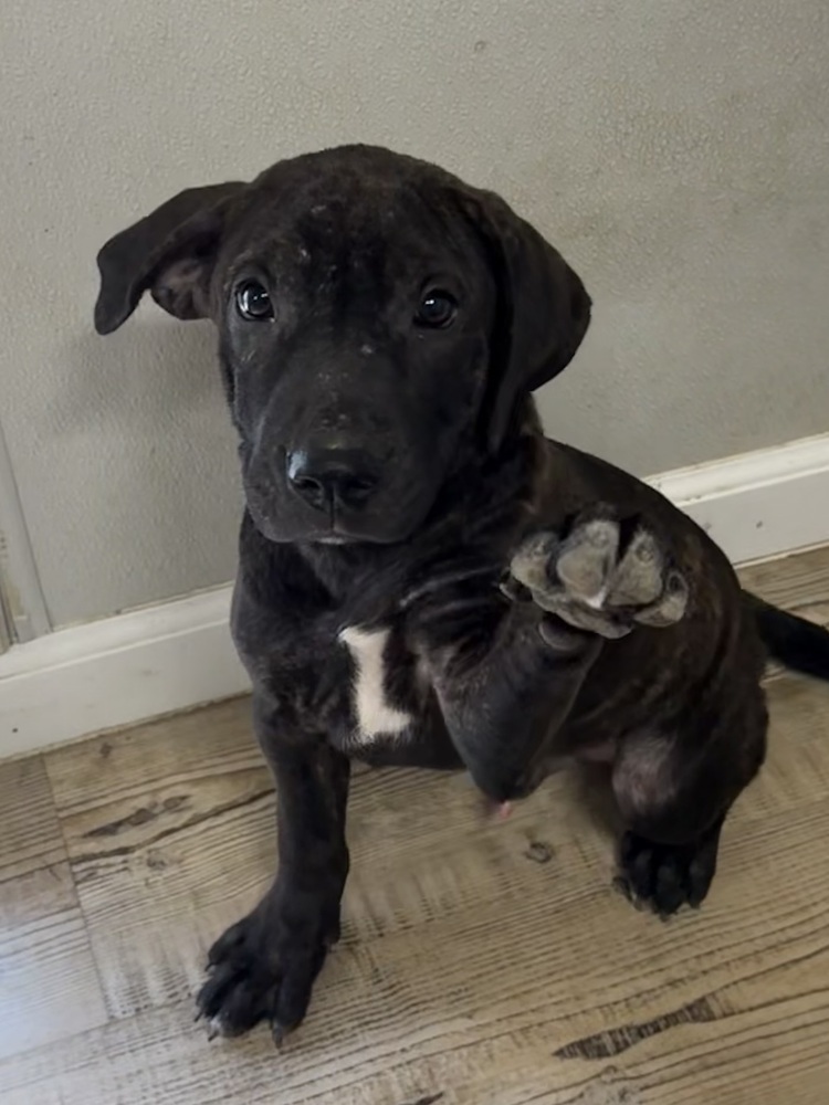Jax