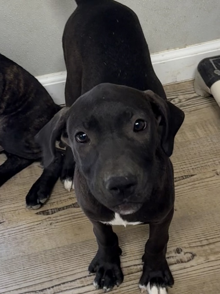 Delilah