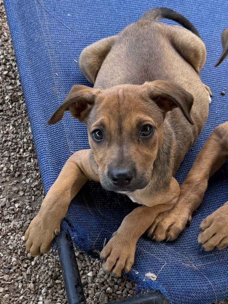 Rosie