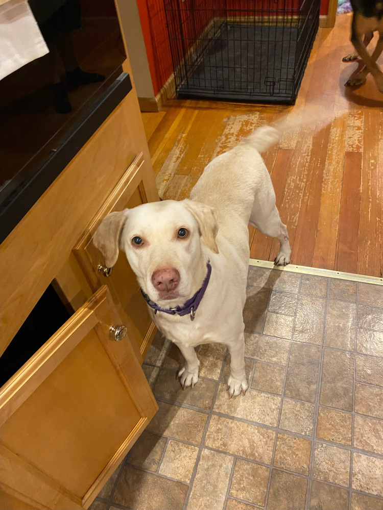 Lucky 1 aka Lucky Duck