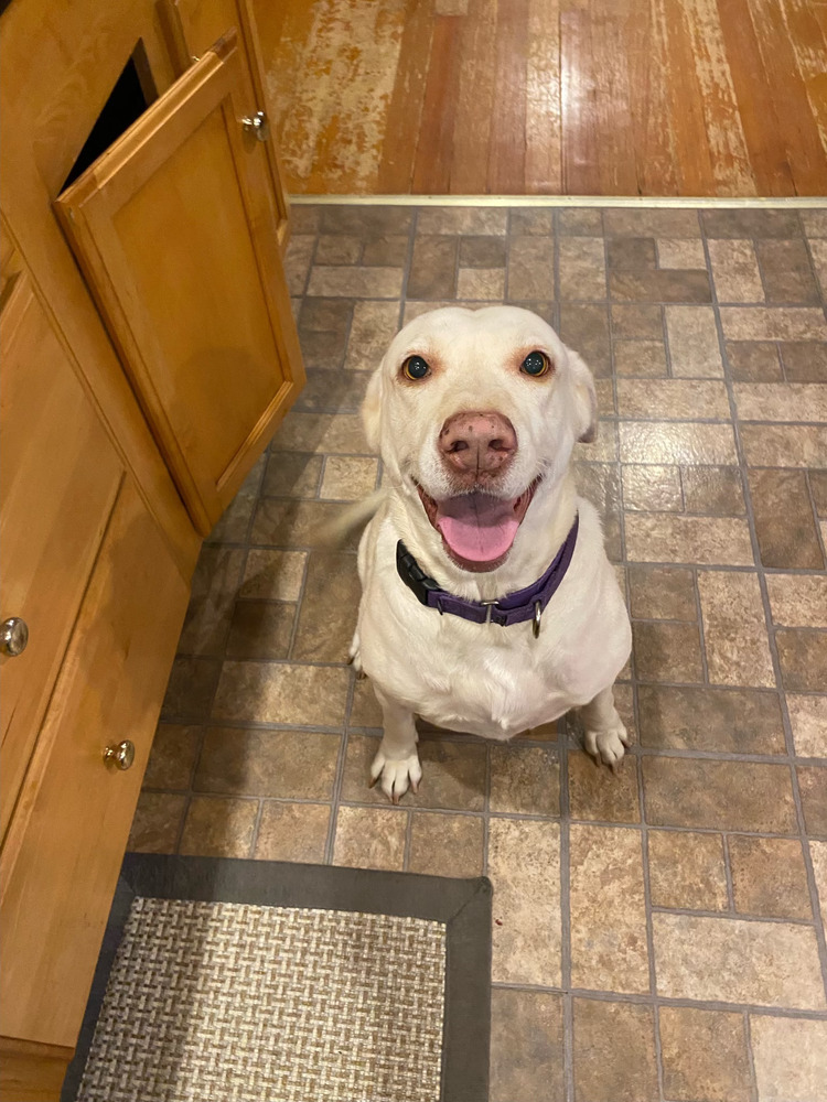 Lucky 1 aka Lucky Duck